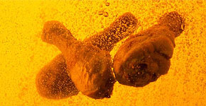 Antioxidant, Antimicrobials & Preservatives